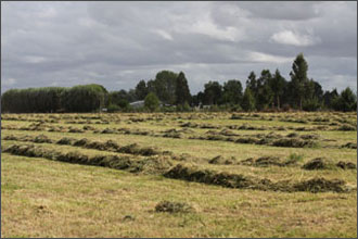 Oaklane Chaff